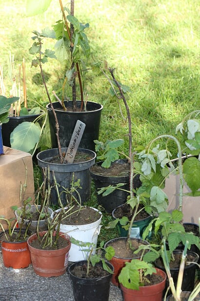 Bild eines Verkaufsstands mit Pflanzen1
