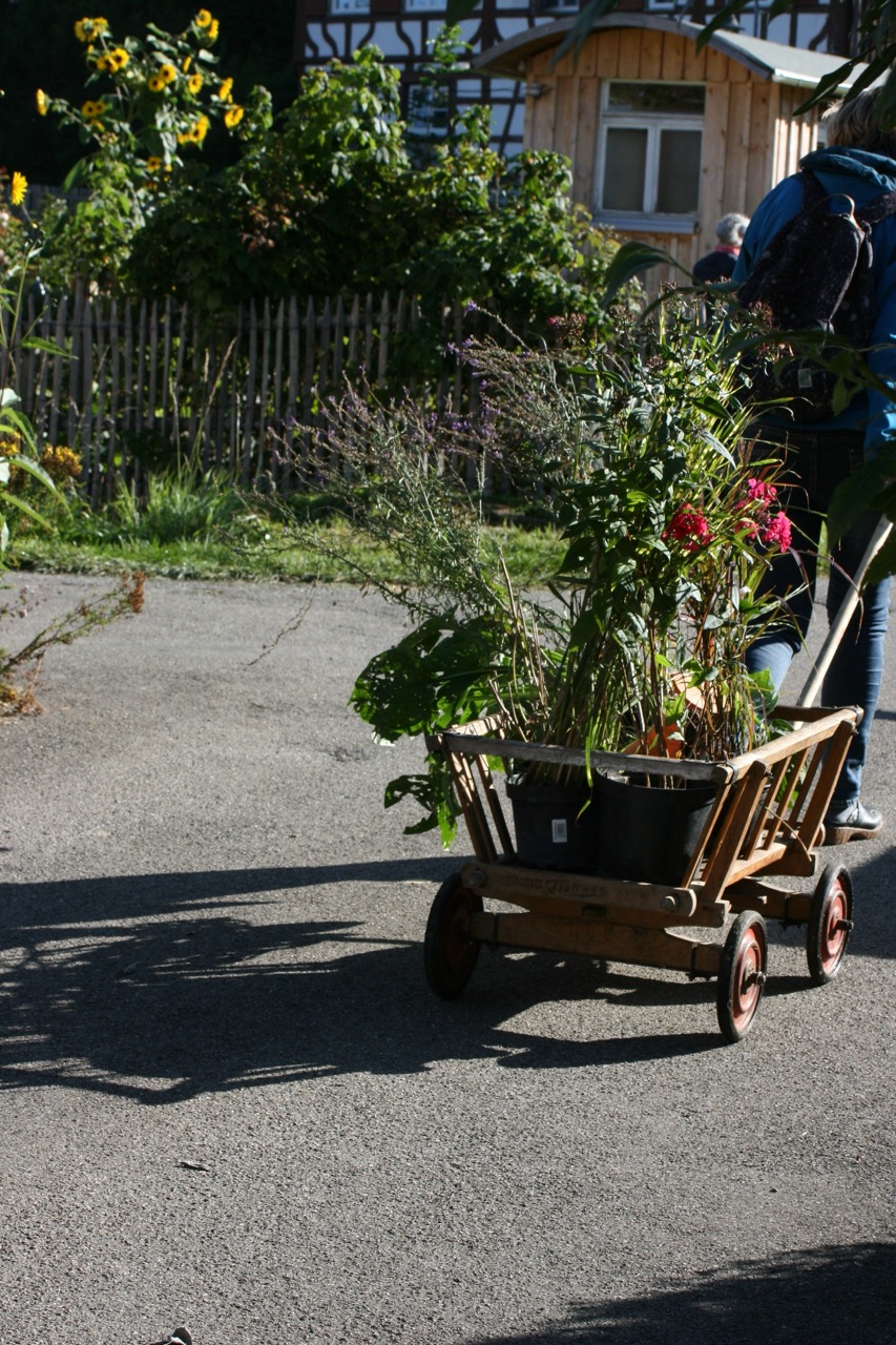 Pflanze sucht Garten